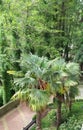 Two palm trees and cobblestone sidewalk, summer, green trees