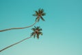 Two palm trees with coconuts hanging over the beach with clear blue sky Royalty Free Stock Photo