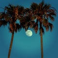 Palm trees embrace moon