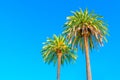 Two Palm Trees Isolated on Blue Background with Copy Space Royalty Free Stock Photo