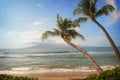 Two Palm Trees Lean on Tropical Beach Ocean View