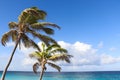 Two palms, sea and blue sky with clouds. Royalty Free Stock Photo