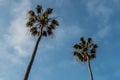 Two Palm Trees Seen From Below Royalty Free Stock Photo