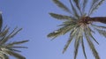 tall palm trees on a clear day Royalty Free Stock Photo