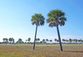 Two palm trees Royalty Free Stock Photo