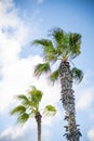 Two palm trees in Spain. Blue sky, white clouds and sun shining behind the cloud. Wind in palm leaves. Royalty Free Stock Photo