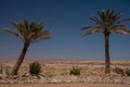 Isolated Palm trees at edge of Moroccan Desert Royalty Free Stock Photo