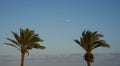 Two palm trees on sunset sky background. Waxing gibbous moon between the two palm trees Royalty Free Stock Photo