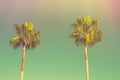 Two Palm Trees on Toned Light Turquoise Sky Background. 60s Vintage Style Copy Space for Text. Tropical Foliage. Royalty Free Stock Photo