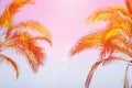 Two Palm Trees on Toned Purple Blue Pink Sky Background Golden Sun Flare. Frame Border Composition Copy Space Royalty Free Stock Photo