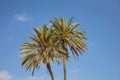 Two palm trees under Cyprus blue sky with few clouds. Royalty Free Stock Photo