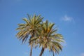 Two palm trees under Cyprus blue sky with few clouds. Royalty Free Stock Photo