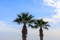 Two palm trees under Cyprus blue sky with few fluffy clouds. Close up view. Royalty Free Stock Photo