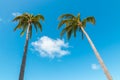 Two palms Royalty Free Stock Photo