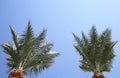 Two palms against a blue sky. Sea, rest in warm countries all year round. Tourism Royalty Free Stock Photo