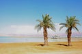 two palms on dead sea. lawn and a palm tree on quay near a medical beach on the Dead Sea in Israel Royalty Free Stock Photo