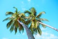 Two palms on a sky background. Koh Samui Thailand Royalty Free Stock Photo