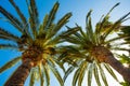 Two palms on a sky background Royalty Free Stock Photo