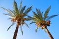 Two palms Royalty Free Stock Photo