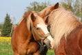 Two palomino draught horses playing Royalty Free Stock Photo