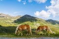 Two palomino horses browsing with mountains and sky Royalty Free Stock Photo