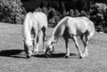 Two palomino horses grazing on a pasture Black and white image Royalty Free Stock Photo