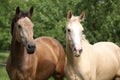 Two palomino horses running