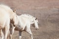 Two Palomino horses walking downhill