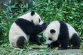 Two Panda bears cubs playing Sichuan China Royalty Free Stock Photo
