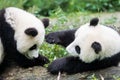 Two Panda bears cubs playing Sichuan China Royalty Free Stock Photo