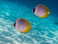 two panda butterflyfish Royalty Free Stock Photo