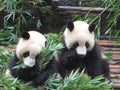 Two Pandas