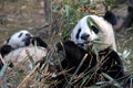 Two pandas at Chengdu Panda Reserve Chengdu Research Base of Giant Panda Breeding in Sichuan, China.