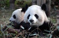 Two pandas at Chengdu Panda Reserve Chengdu Research Base of Giant Panda Breeding in Sichuan, China.