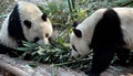 Two pandas at Chengdu Panda Reserve Chengdu Research Base of Giant Panda Breeding in Sichuan, China. Royalty Free Stock Photo