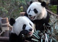 Two pandas at Chengdu Panda Reserve Chengdu Research Base of Giant Panda Breeding in Sichuan, China.