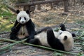 Two pandas at Chengdu Panda Reserve Chengdu Research Base of Giant Panda Breeding in Sichuan, China.