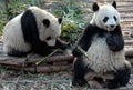 Two pandas at Chengdu Panda Reserve Chengdu Research Base of Giant Panda Breeding in Sichuan, China.