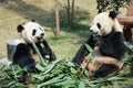 Two pandas eating bamboo