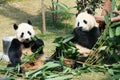 Two pandas eating bamboo
