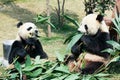 Two pandas eating bamboo