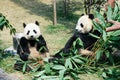 Two pandas eating bamboo