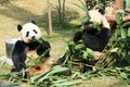 Two pandas eating bamboo