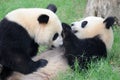 Two pandas are playing