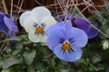 Two pansies in soft violet blue and white