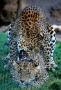 Two panthers in safari park