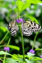 Two Paper Kite, Rice Paper, or Large Tree Nymph butterfly (Idea Royalty Free Stock Photo