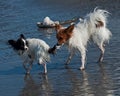 Two Papillon died bathing in the sea