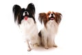 Two papillon dogs isolated