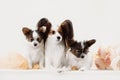 Two Papillon dogs mother and her puppy Royalty Free Stock Photo